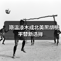 斯温漆木成北美黑胡桃平替新选择(图4) 斯温漆木成北美黑胡桃平替新选择(图4)